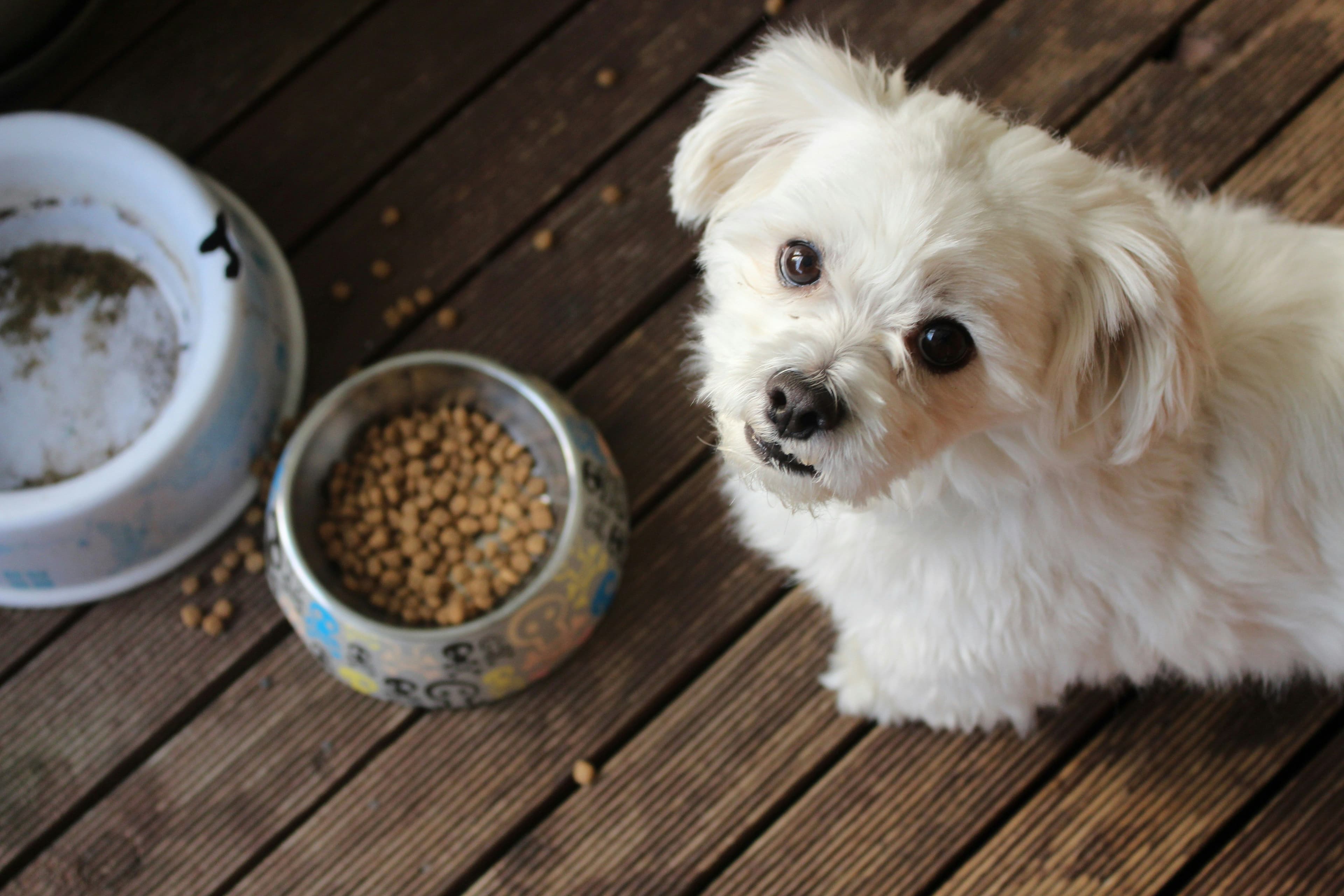 Featured image for blog post: Lifestage Dog Food: A Guide to Age-Specific Nutrition for Your Dog