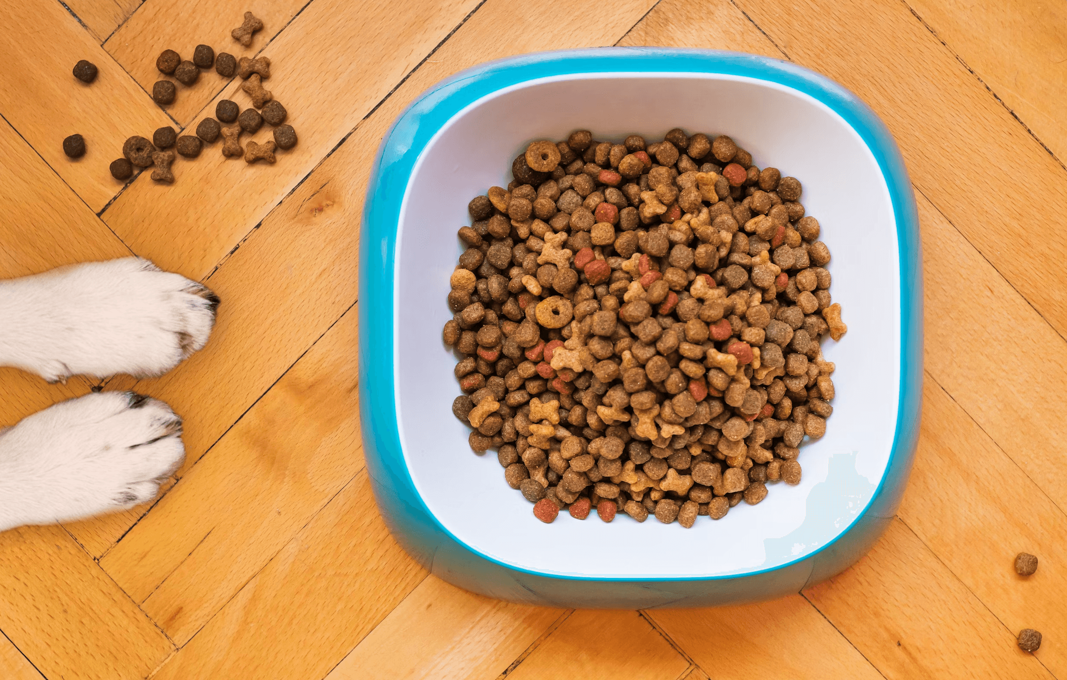 Omni Adult Dog Food