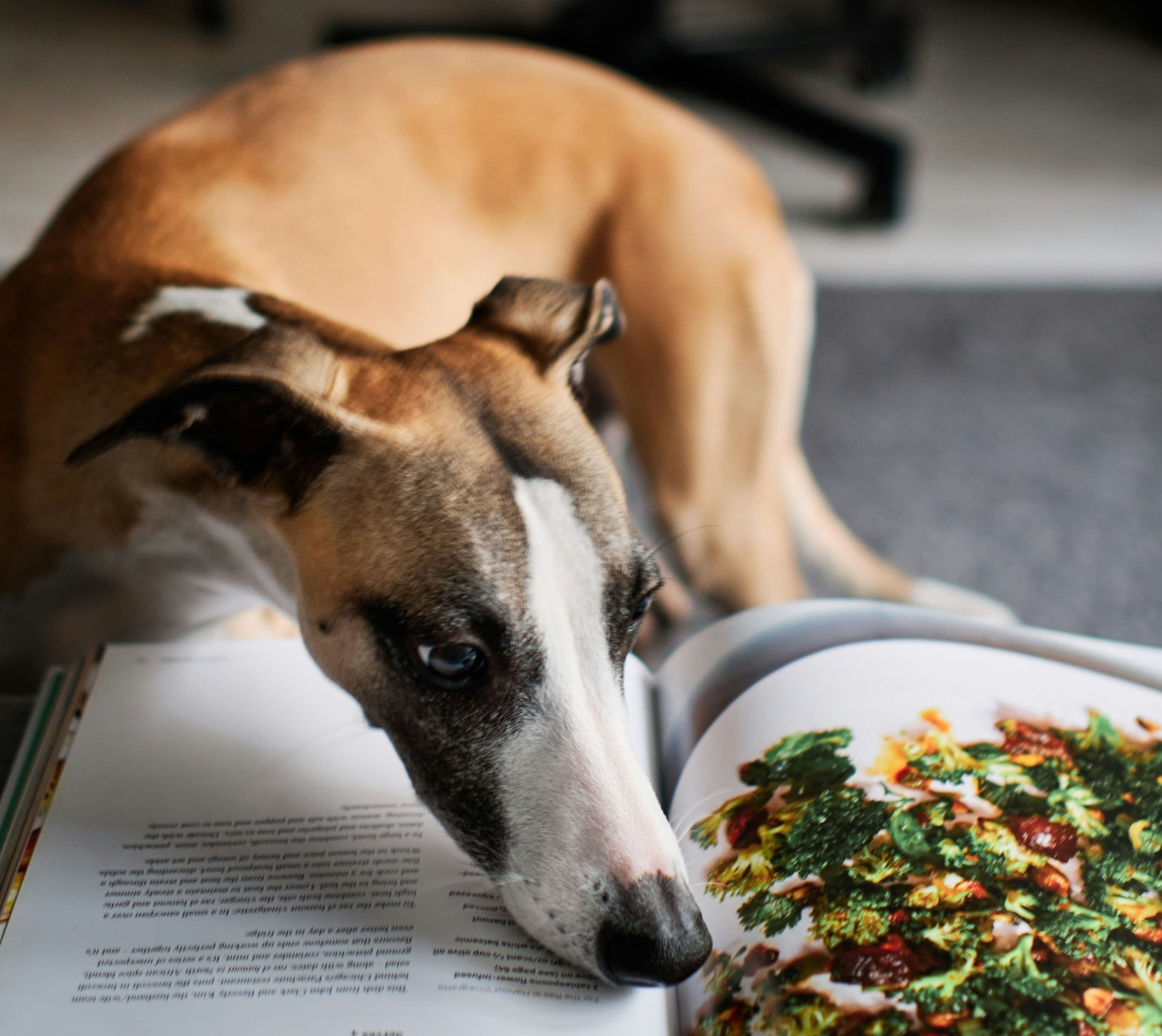 Featured image for blog post: Homemade Dog Food: Vet-Approved Recipes & Nutrition Tips