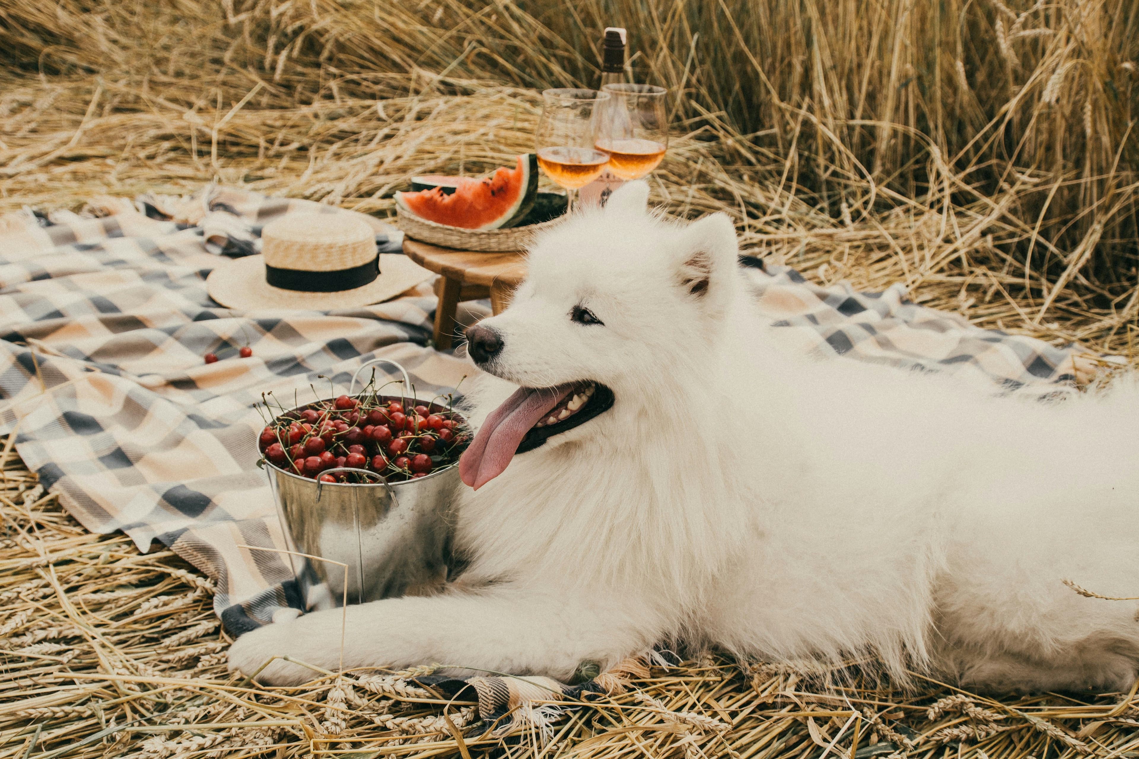 Featured image for blog post: Best Hypoallergenic Dog Foods: Expert Guide for Sensitive Pets