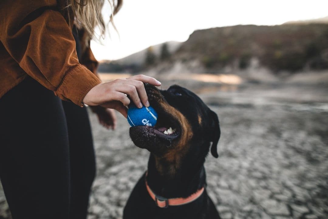 Top 10 Plant Proteins for Dogs