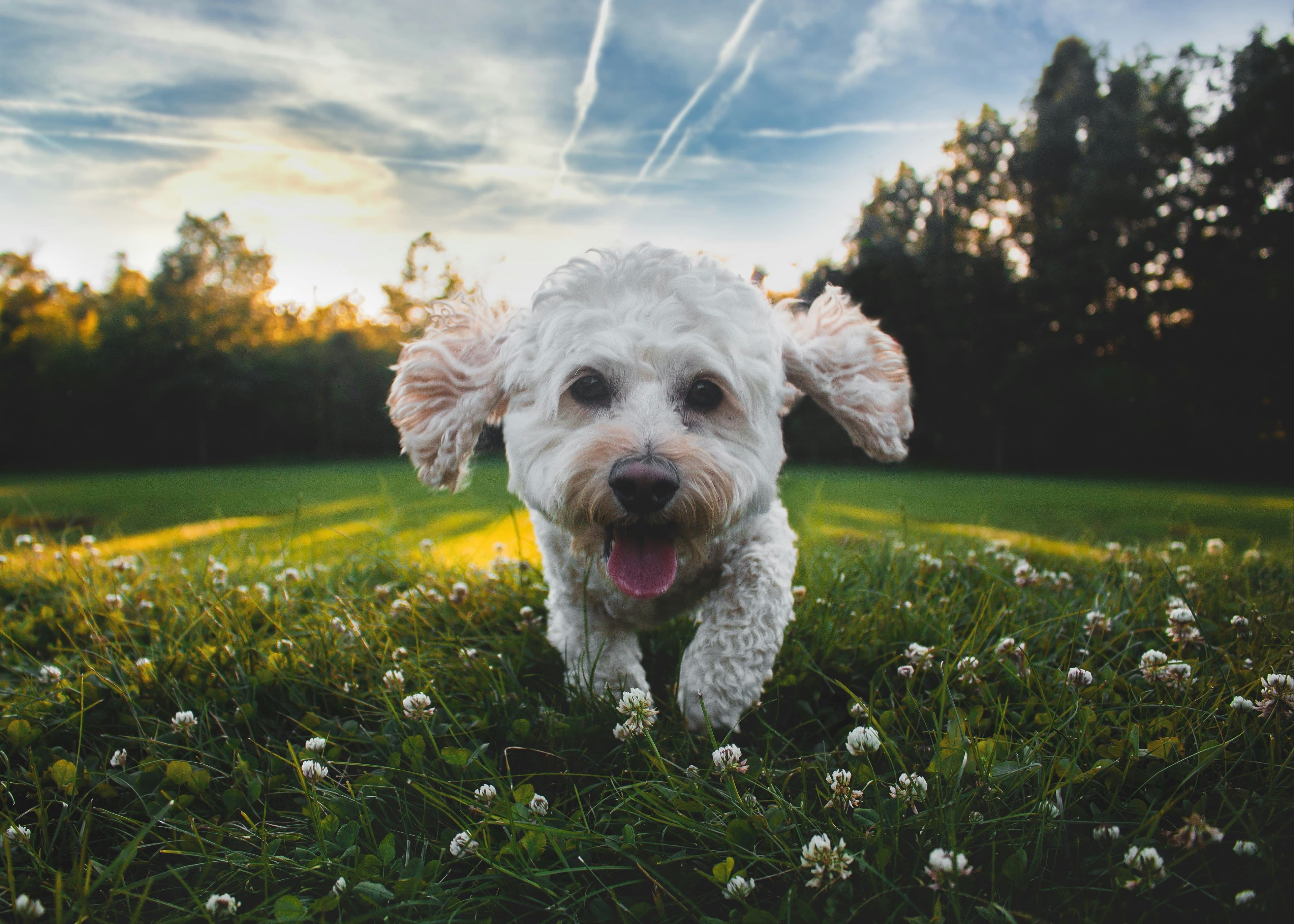 Featured image for blog post: Best Prebiotic Dog Food: Top Picks for Healthy Digestion