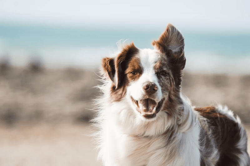 Happy dog enjoying the beach